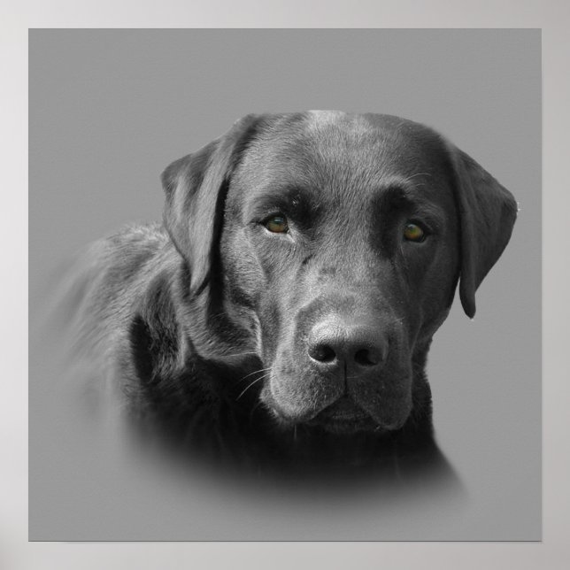 Labrador Retriever Phantastisch Print Poster (Vorne)