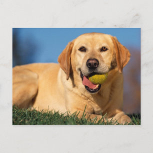 Labrador Retriever Postkarte