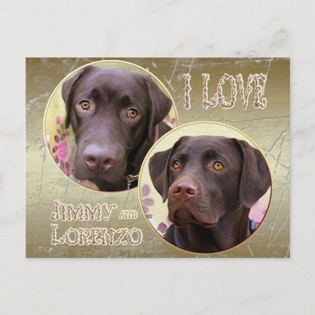Labrador Retriever Postkarte (Vorderseite)