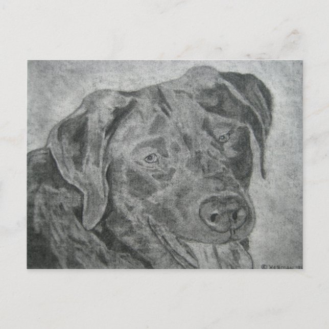 Labrador Retriever Postkarte (Vorderseite)