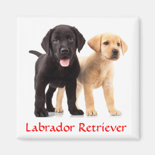 Labrador Retriever Puppies Kühlschrankmagnet Magnet