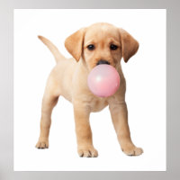 Labrador Retriever Puppy Bubble Gum Kinderzimmer C