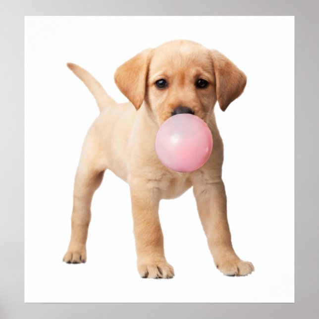 Labrador Retriever Puppy Bubble Gum Kinderzimmer C Poster (Vorne)