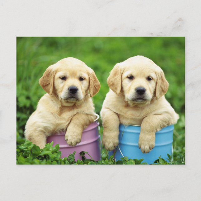 Labrador Retriever Puppy Hund Postkarte (Vorderseite)