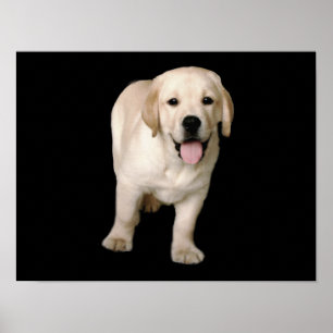 Labrador Retriever Puppy Print Poster