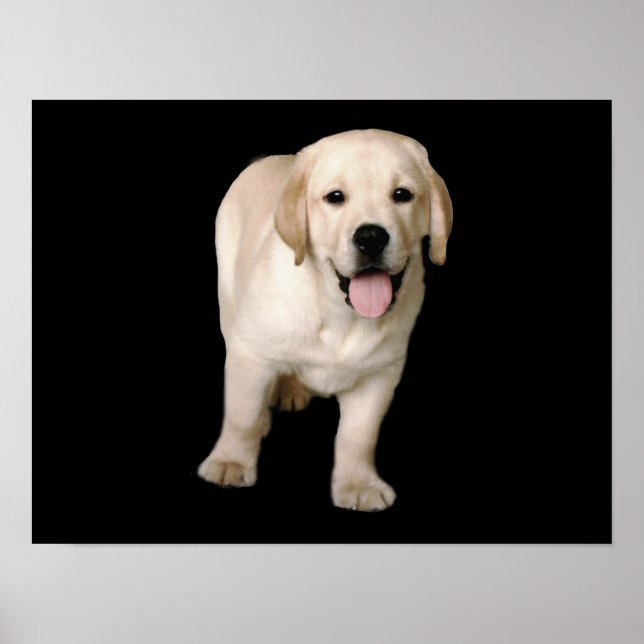 Labrador Retriever Puppy Print Poster (Vorne)