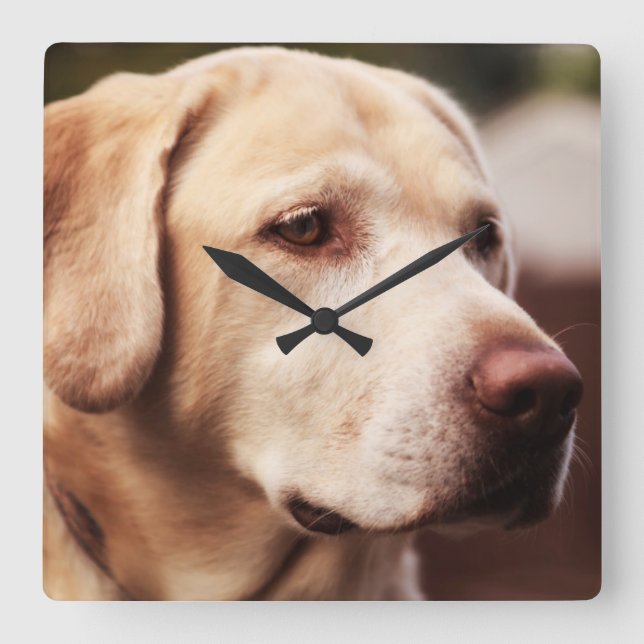 Labrador Retriever Quadratische Wanduhr (Vorderseite)