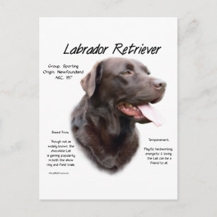Labrador Retriever (Schokolade) Historisches Desig Postkarte