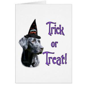 Labrador Retriever (schwarz)Trick