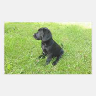Labrador Retriever schwarzer Welpe Rechteckiger Aufkleber