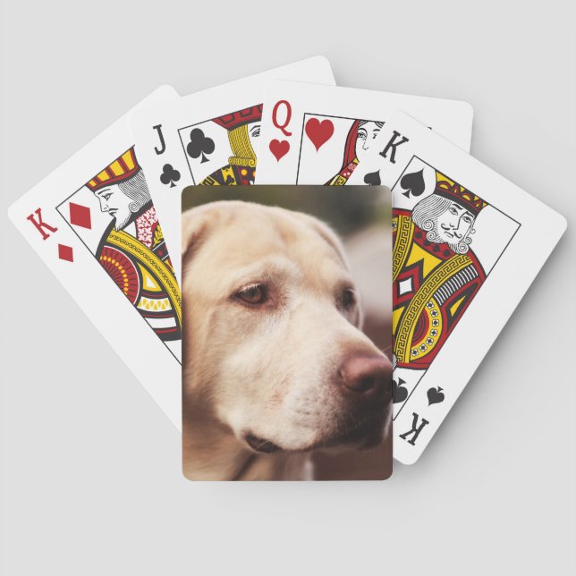 Labrador retriever spielkarten (Rückseite)