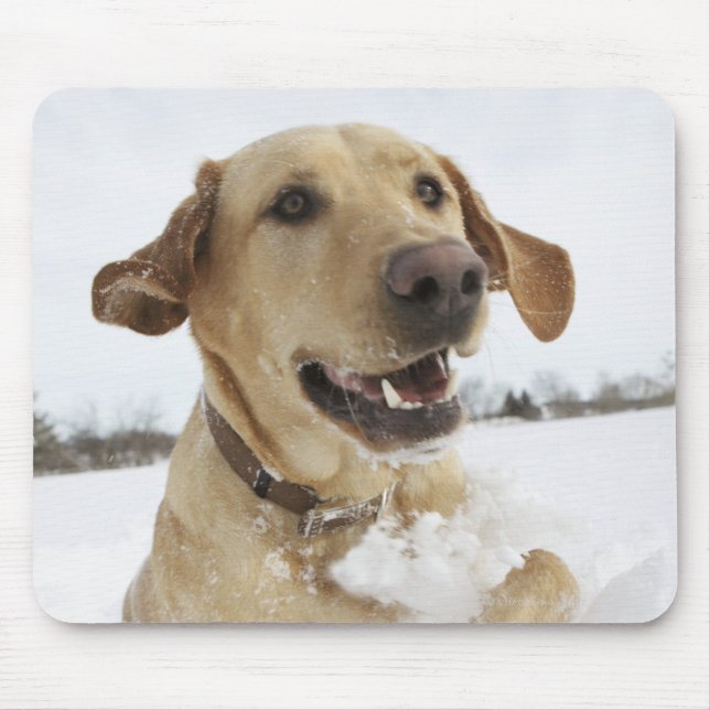 Labrador Retriever springt durch tiefen Schnee Mousepad (Vorne)