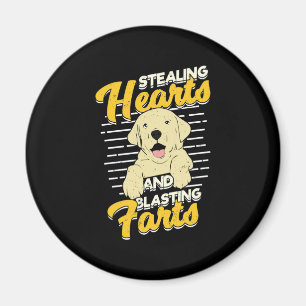 Labrador Retriever Stealing Hearaling Magnet