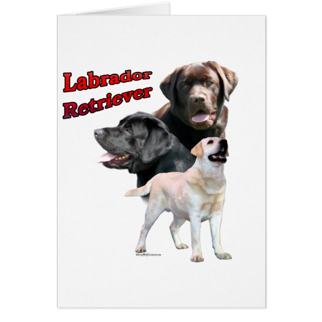 Labrador Retriever Trio 2 (Vorne)