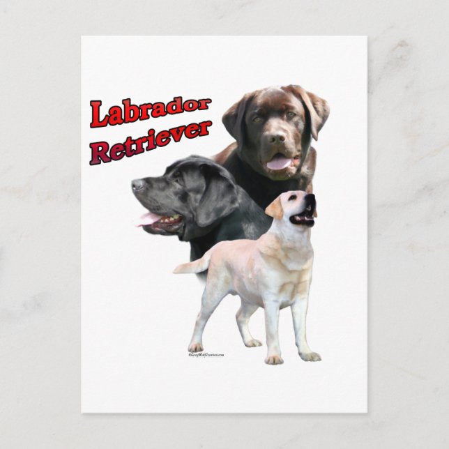 Labrador Retriever Trio 2 Postkarte (Vorderseite)