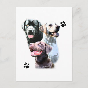 Labrador Retriever Trio Postkarte