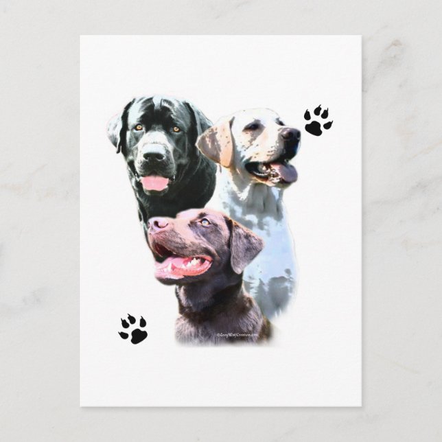 Labrador Retriever Trio Postkarte (Vorderseite)