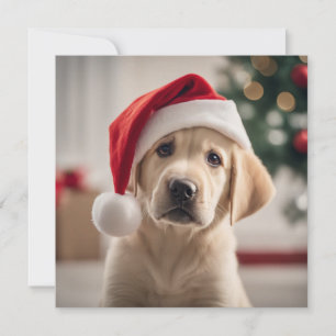 Labrador Retriever Weihnachten