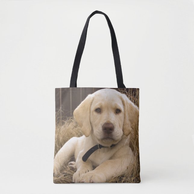 Labrador Retriever Welpe (Vorderseite)
