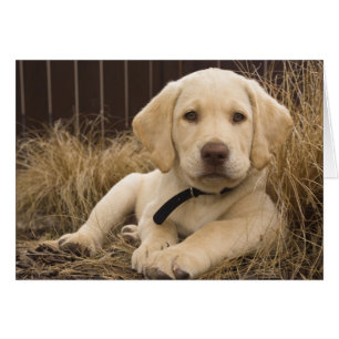 Labrador Retriever Welpe