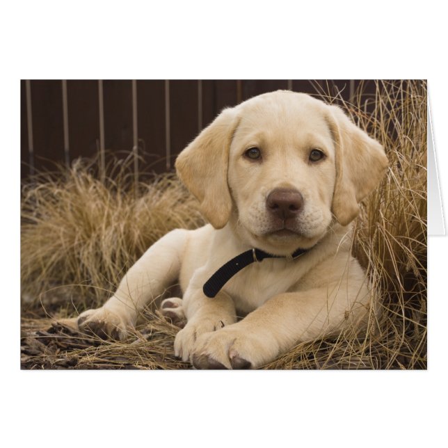Labrador Retriever Welpe (Vorderseite (Horizontal))