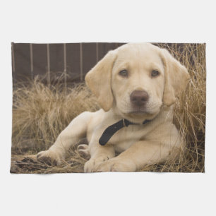 Labrador Retriever Welpe Geschirrtuch
