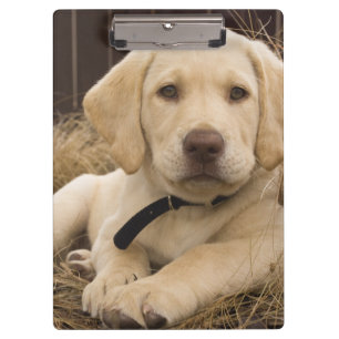 Labrador Retriever Welpe Klemmbrett