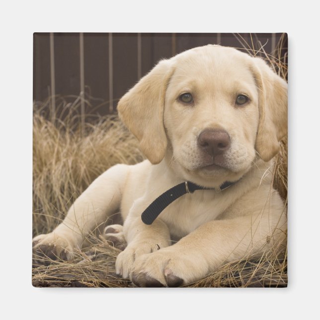 Labrador Retriever Welpe Magnet (Vorne)