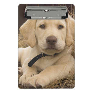 Labrador Retriever Welpe Mini Klemmbrett
