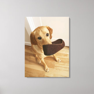 Labrador Retriever Welpe mit Slipper in seinem Leinwanddruck