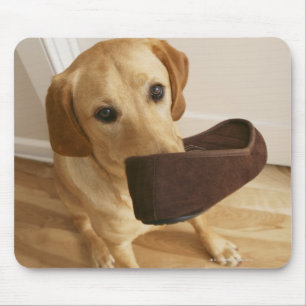 Labrador Retriever Welpe mit Slipper in seinem Mousepad