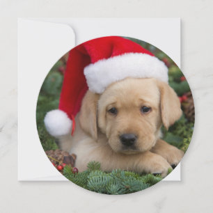 Labrador Retriever Welpe mit Weihnachtsmannmütze Feiertagskarte