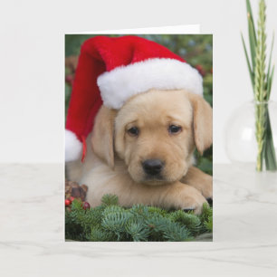 Labrador Retriever Welpe mit Weihnachtsmannmütze Feiertagskarte