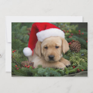 Labrador Retriever Welpe mit Weihnachtsmannmütze Feiertagskarte