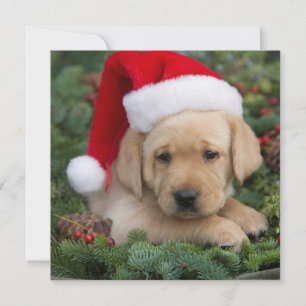 Labrador Retriever Welpe mit Weihnachtsmannmütze Feiertagskarte