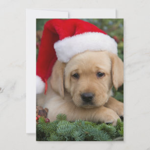 Labrador Retriever Welpe mit Weihnachtsmannmütze Feiertagskarte