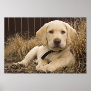 Labrador Retriever Welpe Poster