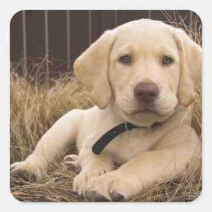 Labrador Retriever Welpe Quadratischer Aufkleber