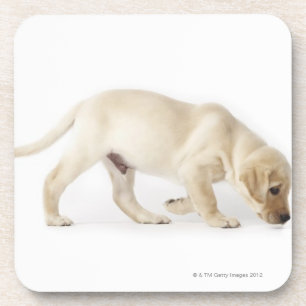 Labrador retriever-Welpen-Gehen Untersetzer