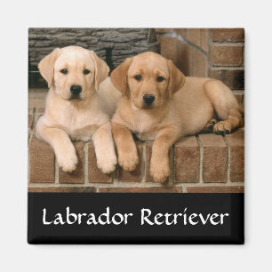 Labrador Retriever Welpen Kühlschrankmagnet Magnet