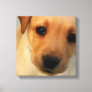Labrador-Retriever-Welpen-Leinwand-Druck Leinwanddruck
