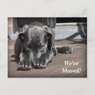 Labrador Retriever Wir haben eine neue Adresse ver Ankündigungspostkarte