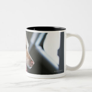 Labrador retriever zweifarbige tasse