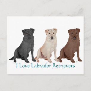 Labrador Retrievers - 3 Farben zur Liebe Postkarte
