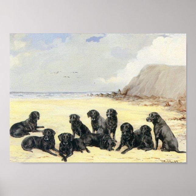 Labrador Retrievers auf der Stranddrucke Poster (Vorne)