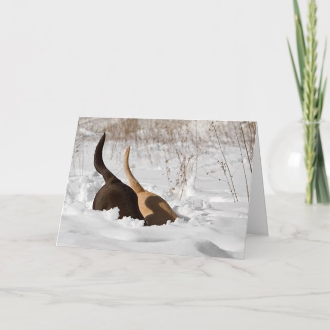 Labrador Retrievers graben in Schneefall Karte (Vorderseite)