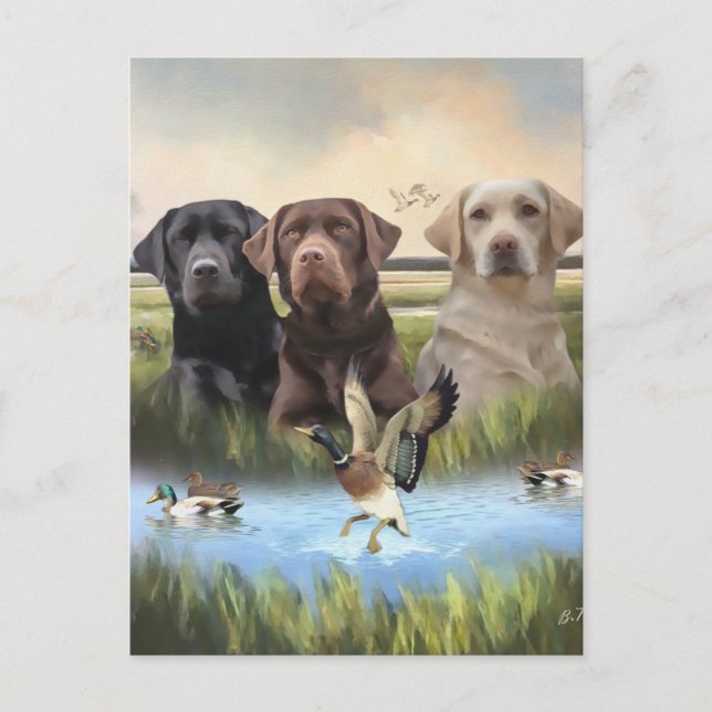 Labrador Retrievers (Jagdhunde) Postkarte (Vorderseite)