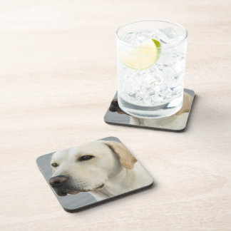 Labrador-Set von sechs Untersetzer