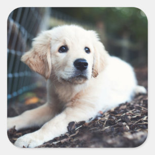 Labrador-Welpe, der im Garten spielt Quadratischer Aufkleber