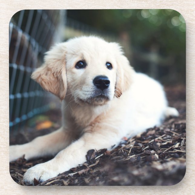 Labrador-Welpe, der im Garten spielt Untersetzer (Vorderseite)